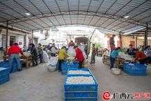 每公斤蠶繭收購價43元！梧州蒙山縣第一批蠶繭上市，去年蠶農收入超億元