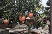 “家裡有3種果樹，鎮宅寓意好”，每年結出果子，養1盆很旺盛！