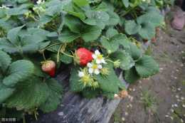 草莓青枯病導致萎蔫死棵，田間有效識別，5條措施綜合防治效果好