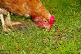 怎麼利用燈光誘蟲餵雞？