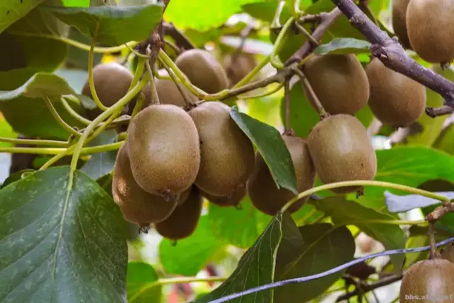 獼猴桃樹管理：10項豐產必備技能需掌握（建議收藏）