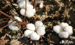 棉花栽培管理技術要點