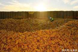 玉米“入庫”“上樓”農民儲糧不愁——黑土地上糧食收儲新氣象