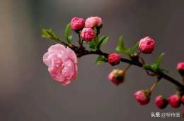 花卉攝影：3個方法，把榆葉梅拍攝出“醉人暖景小桃紅”的效果