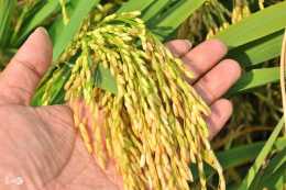 水稻到了收割期，卻熟不透、青頭多，是什麼原因導致，如何避免？