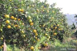 柑橘為啥黃化了？果農防治潰瘍病只需要三步？