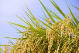 水稻質量辨別方法