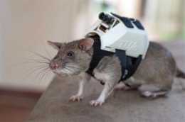比利時一組織訓練老鼠進入廢墟搜救倖存者，還給它們配備了高科技揹包