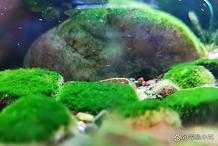 魚缸容易長什麼綠藻？