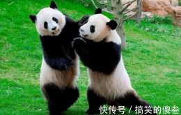 為何虎豹不敢攻擊熊貓?專家:看熊貓在上古時期叫什麼就明白了