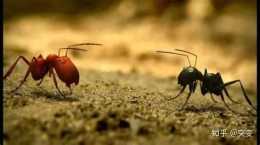 有沒有想過為什麼有些螞蟻長翅膀有些沒有？