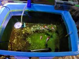 為什麼很多魚友會把魚缸裡配備氧氣泵，當成了過濾裝置？