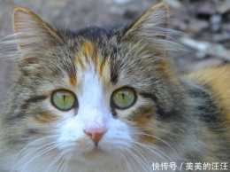 貓咪不愛眨眼睛的2個原因,它有"第三眼瞼",有時也會故意眨眼