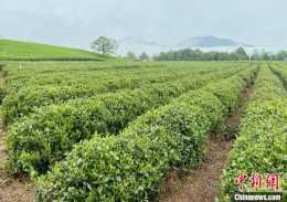 “世界綠茶核心產區”年產茶3.83萬噸 統一標準做優品牌