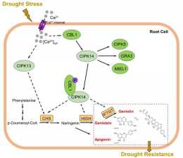 CcCIPK14-CcCBL1調控木豆抗旱性的分子機制