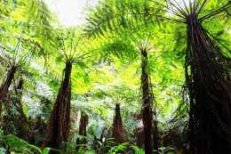 雲南發現國寶級植物！與恐龍同時代的“蕨王”，被譽為植物活化石