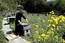 農曆10月小陽春，蜜蜂增產壯大好時機，老蜂農卻這樣養蜂