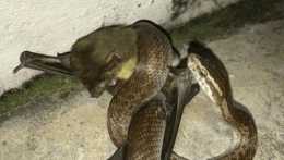 小蛇抓到巨大蝙蝠,花了半小時才吞下,最後變成眼鏡蛇