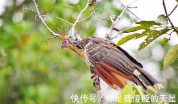 棲息在亞馬孫雨林的時尚鳥,嗉囊比胃部大50倍,像牛一樣反芻食物