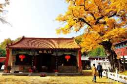 秋天魯山文殊寺的銀杏，美哭了！