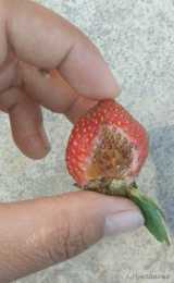 草莓果子白腐軟化呈水浸狀是什麼病？用什麼藥比較好