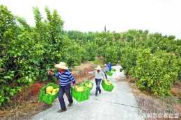 潭州有好貨丨“柚”惑來襲!湘鄉泉塘鎮1500畝紅蜜柚開園採摘