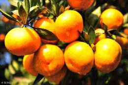 柑橘受凍後怎麼辦？不適合立馬修剪，注意病害防治！
