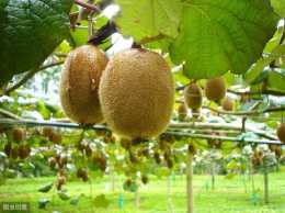 高產獼猴桃種植技巧，掌握科學栽植技術與修剪模式，不妨都來學學