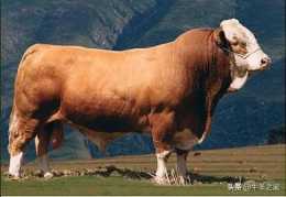 西門塔爾牛和夏洛萊牛，哪個更適合作繁育母牛？