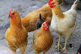 養殖文摘：雞啄肛的有效防治與措施！