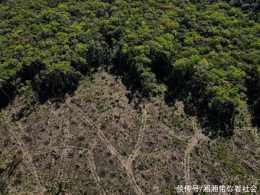 外媒:全球保護森林承諾亟待落實