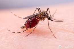 被蚊子叮咬後如何快速止癢消腫，附上預防昆蟲叮咬的方法，以及被蚊蟲叮咬後該怎麼處理？