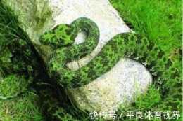比五步蛇還兇猛,一條卻價值上百萬?看看中國最稀有的毒蛇