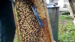 被巢蟲侵染的蜂脾怎麼處理？可以用來化蠟嗎？看看老蜂農怎麼說