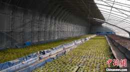 寧夏銀川：光伏魚菜共生種養 讓農業實現綠色迴圈發展