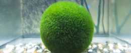 為什麼海藻球只在白天浮上水面，一到晚上就會沉下去？