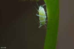 蚜蟲：“總得有一技傍身，才好從容面對生活”