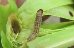 玉米種植：常見的病蟲害一定要掌握，知道怎麼預防，怎麼控制？