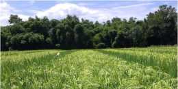 雜交水稻種子的生產流程