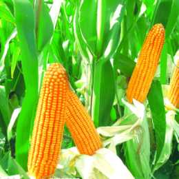 玉米的播種知識你有了解多少呢？