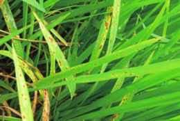 怎樣才可以識別水稻有沒有感染胡麻斑病？它的發生條件有哪些？