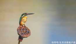 22種陸生脊椎動物首納入！北京新版重點保護野生動物名錄來了