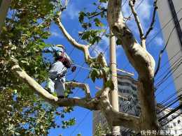 一路一方案 徐匯冬春季行道樹綜合養護開始了
