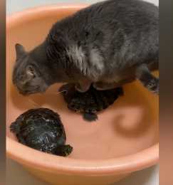 遠看貓咪“站”在養烏龜的盆裡，女子湊近後語塞：你可真會找地方