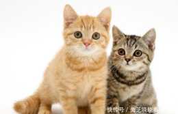 這五種最出名的"中華田園貓",你認識哪一種?