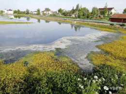 PH值高藍藻爆發氨氮亞鹽居高不下水草老化死亡小龍蝦大量死亡？