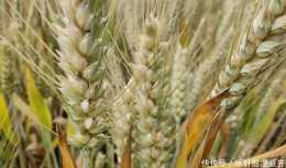 畝產821.5公斤，這個小麥品種成為山東最高產品種