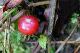 這種野草形似番茄，人稱“紅絲線”，卻不能吃！