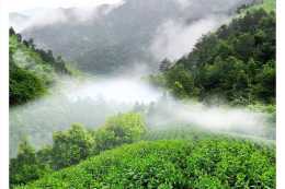 100篇茶葉入門知識普及第9篇：特種綠茶——太平猴魁