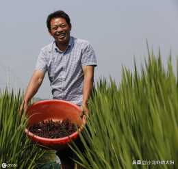 蝦田水稻雜草和蟲害如何處理？打農藥對小龍蝦的生長有什麼影響？